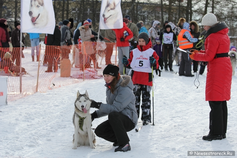 Праздник ездового спорта в Сестрорецке