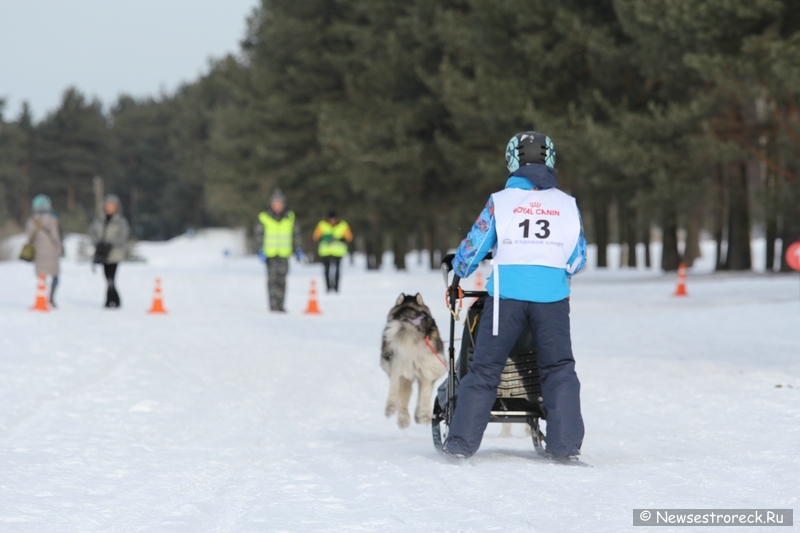 Праздник ездового спорта в Сестрорецке