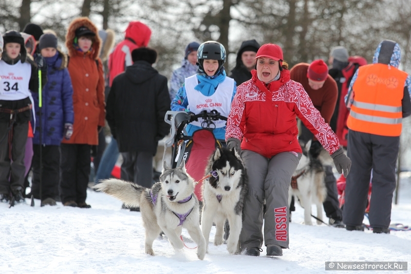 Праздник ездового спорта в Сестрорецке