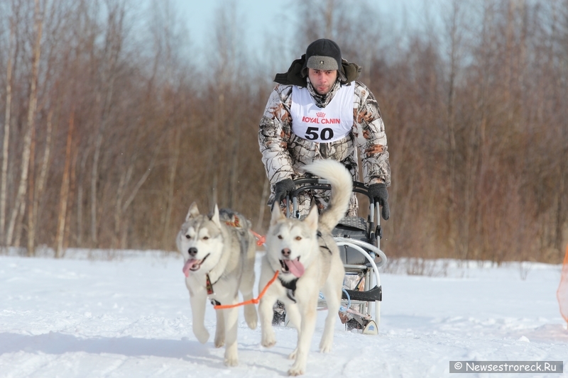 Праздник ездового спорта в Сестрорецке