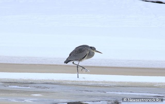 В Сестрорецке появилась серая цапля В Сестрорецке появилась серая цапля