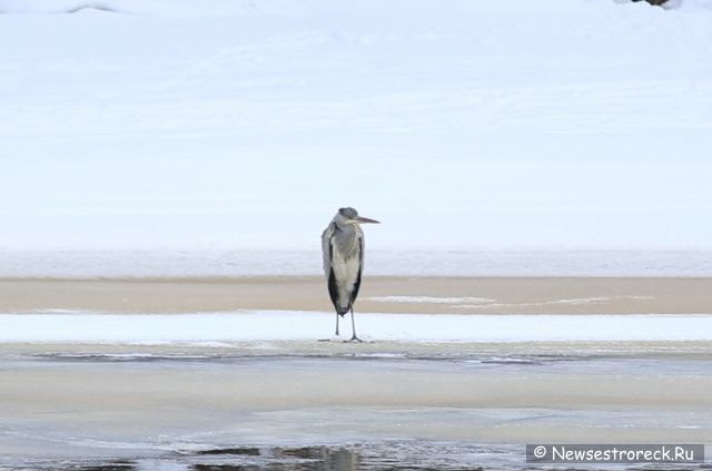 В Сестрорецке появилась серая цапля В Сестрорецке появилась серая цапля