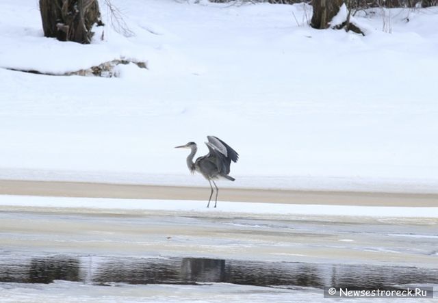 В Сестрорецке появилась серая цапля В Сестрорецке появилась серая цапля