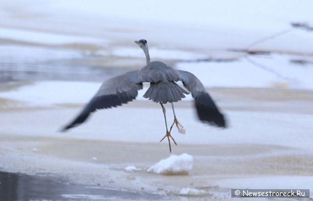 В Сестрорецке появилась серая цапля В Сестрорецке появилась серая цапля