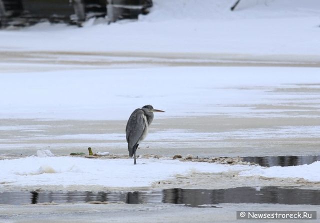 В Сестрорецке появилась серая цапля В Сестрорецке появилась серая цапля