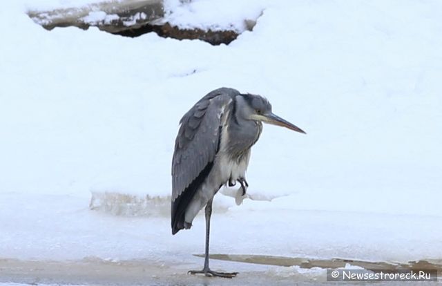 В Сестрорецке появилась серая цапля В Сестрорецке появилась серая цапля