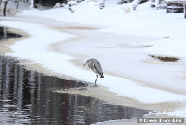 В Сестрорецке появилась серая цапля В Сестрорецке появилась серая цапля