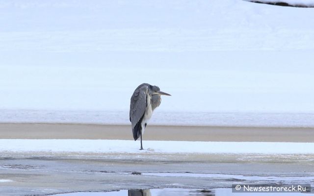 В Сестрорецке появилась серая цапля В Сестрорецке появилась серая цапля