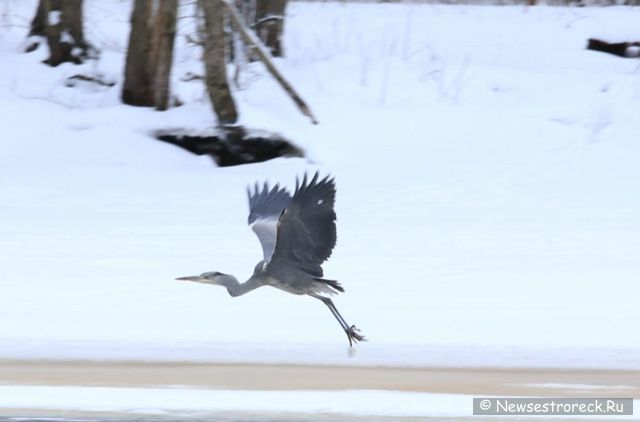 В Сестрорецке появилась серая цапля В Сестрорецке появилась серая цапля
