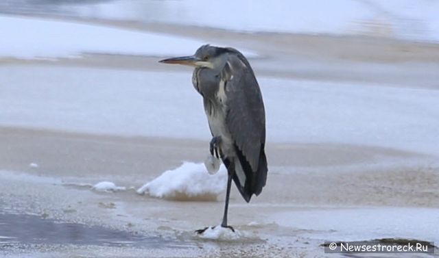В Сестрорецке появилась серая цапля В Сестрорецке появилась серая цапля