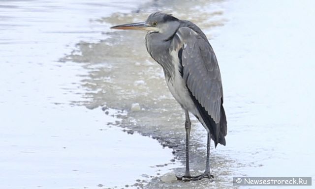 В Сестрорецке появилась серая цапля В Сестрорецке появилась серая цапля