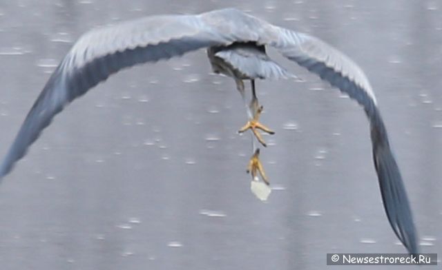 В Сестрорецке появилась серая цапля В Сестрорецке появилась серая цапля