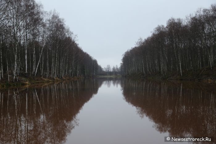 На водосливном канале «Ржавая канава» поселились бобры