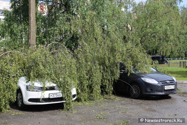 На ул.Токарева упавшее дерево придавило две машины