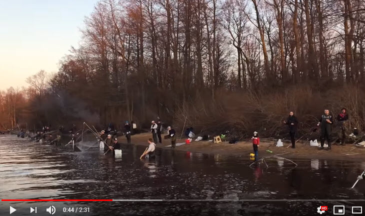В Сестрорецке корюшка пошла