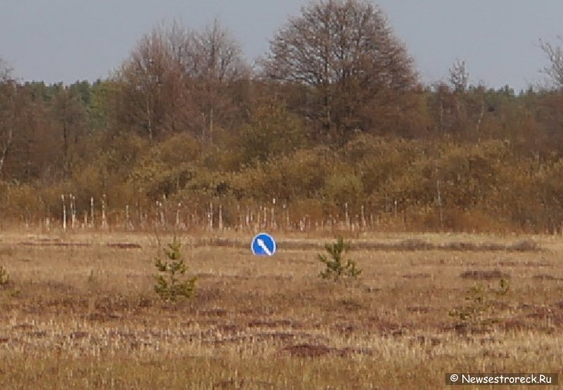 На Сестрорецком болоте "шутники" поставили дорожные знаки