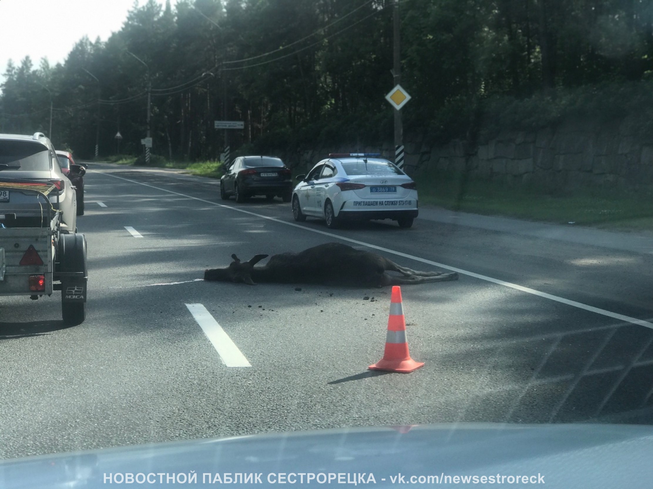 Лосенок бросился на машину в Сестрорецке